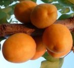 Goldrich (szabadgyökeres sárgabarack oltvány)