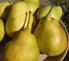 Nyári Kálmán körte (szabadgyökeres körte oltvány) Nyári Kálmán körte (szabadgyökeres körte oltvány)