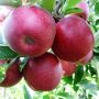 Red Jonaprince (szabadgyökeres alma oltvány)