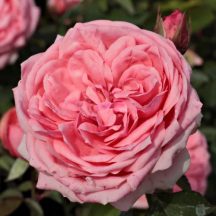 'Kimono' - rózsaszínű magastörzsű rózsa