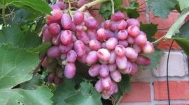 Rizamat- szabadgyökeres szőlőoltvány