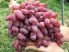 Rizamat- szabadgyökeres szőlőoltvány