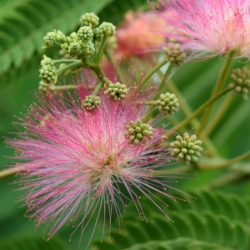 Selyemakác (albizia julibrissin) 120/140 cm konténeres díszfa csemete