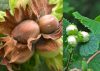 Corylus avellana ‘Giant de halle’ / ‘Bergeri’ / ‘Buttler’ - nagytermésű mogyoró oltvány Corylus avellana ‘Giant de halle’ / ‘Bergeri’ / ‘Buttler’ - nagytermésű mogyoró oltvány
