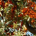 Askola (2l-es konténeres homoktövis-termő)