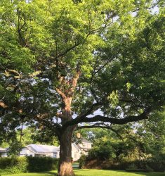 Mohawk (konténeres pekándió oltvány) K5 120/140