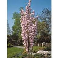   Oszlopos japán díszcseresznye (Prunus serrulataamanogawa) 100/120 cm-es,  konténeres díszfa csemete