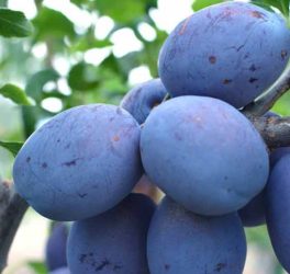 Toptaste -Kulinaria (szabadgyökeres szilva oltvány)