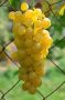   Augusztusi muskotály -Palatina (szabadgyökeres szőlő oltvány)