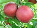 Florina (szabadgyökeres alma oltvány)
