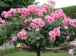Magastörzsű rózsa/ Rózsafa