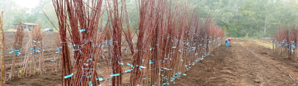 +36706025551 +36706086964 +36706025551 +36706086964