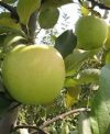 Golden delicious (szabadgyökeres alma oltvány) Golden delicious (szabadgyökeres alma oltvány)