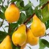 Bereczki (szabadgyökeres birs oltvány) Bereczki (szabadgyökeres birs oltvány)